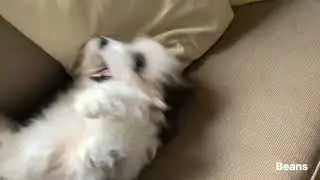 Silly pet standoff!