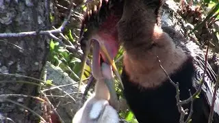 Incredible! This Heron Bird Regurgitates a Meal for Nestlings!