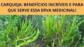 CARQUEJA: BENEF&Iacute;CIOS INCR&Iacute;VEIS E PARA QUE SERVE ESSA ERVA MEDICINAL!