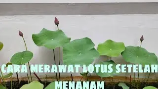 Cara merawat tanaman air lotus atau nelumbo seletah penanaman | how to treat a lotus