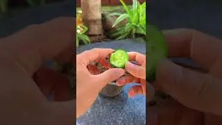 Tips for growing cucumbers at home #shorts #cucumber