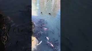 碑文谷公園（ひもんやこうえん）は、東京都目黒区碑文谷にある目黒区立の公園である。碑文谷池を中心とした公園で周辺住民の憩いの場として知られています。