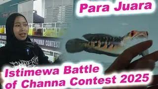 UPDATE IKAN CHANNA DI ISTIMEWA BATTLE OF CHANNA CONTEST BANTUL!