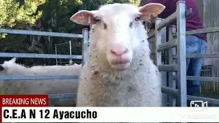 Instalaciones para ovinos