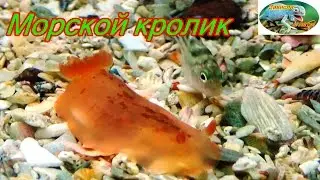 Камбоджа,Сиануквиль,морской кролик Jorunna Parva.м