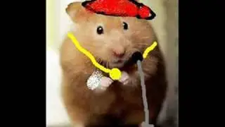Low hamster version