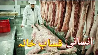 Insaani qasab khana||Hollywood movies explain in pashto||pashto story.