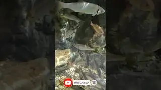 Golden rudd in aquarium #shorts #viral #fish #youtubeshorts