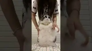Fat cat funny dance #3 #littlepuff #fatcats #cutecat #funnyanimals #shorts #funnydancesteps #funby