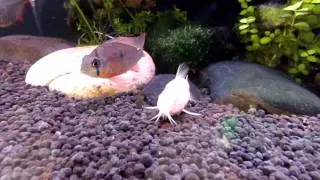 Corydoras aeneus (Albino) laying eggs