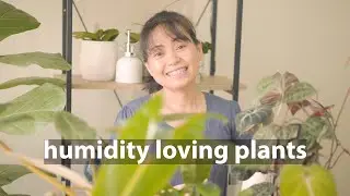 Humidity loving plants | Result of my DIY humidity box