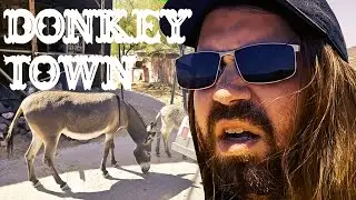 DONKEY TOWN, USA