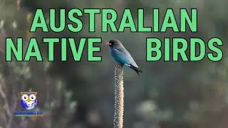 10 Australian Native Birds - And They're Not The Usual Suspects