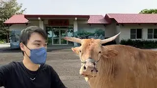英雄神秘客EP43 - 牛臨死之前都在這裡渡過。