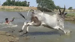 Hallikar bull swimming of Santhosh ! Bail pola ! Dasanapuram Jallikattu bull
