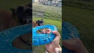 impulse control malinois #malinois #dogtraining #dogtricks #belgianmalinois #activelifestyle