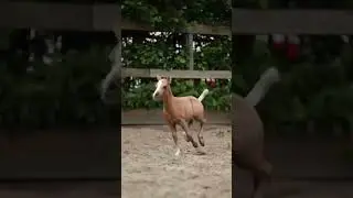 A palomino foal to love! 💛
