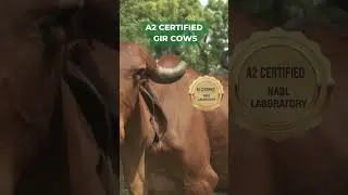 Ethical Farm and Goodness of A2 Ghee