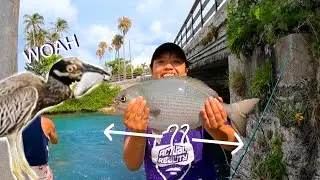 Can the Bird Swallow its Breakfast?? | Landing a BIG Chub! | Bermuda 2021