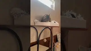 Mr T Cat ASMR- &ldquo;Grand Finale!&rdquo; (Silly singing)