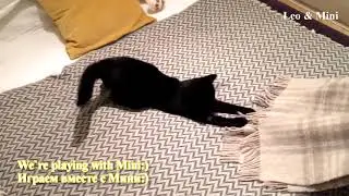 I am playing with my cat Mini! Feel Good! Norway / Играем с Мини! Норвегия