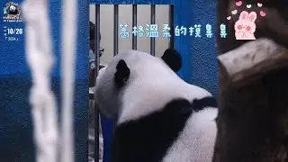 20241020 保育員新葛格溫柔摸圓寶鼻頭，邊親餵點心，下課後圓寶還跳起來追看葛格  The Giant Panda Yuan Bao