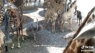 Evolution of Reproductive Strategies