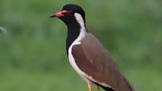 Red-wattled Lapwing in Its Natural Wetland Habitat