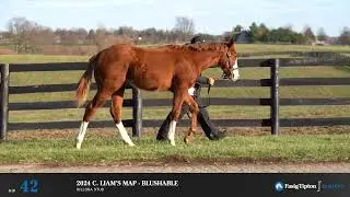 Hip 42- Liam's Map x Blushable '24 Colt