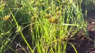 Video footage of sedge grass going to seed