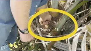 Ep. 15 of UFFT: Fire Tinder from the Mesh of a Palm Tree