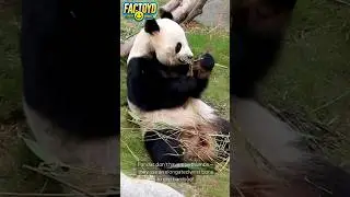Pandas Don&rsquo;t Have Thumb Thumbs! 🐼🌿 #fun #facts