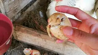 NACIMIENTO de los POLLITOS de COPITO, son blancos como el papá GALLARDO primera parte | Mariana Mai