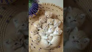 Adorable Ginger Kittens Snuggling in a Cozy Basket।#CuteKittens #GingerCats#FluffyKitten #KittenLove