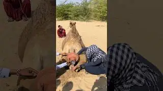 صبي يُخرج شيئاً غريباً من ظهر جمل
