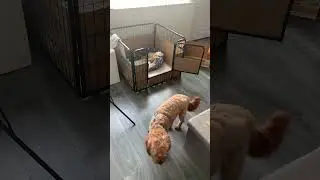 Blue the Cavapoo checks on his newborn Puppies 🐶