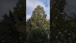 Temp&ecirc;te Benjamin en Essonne (Speed Up) (mouvement des arbres)