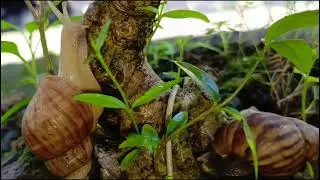 Nature's Slow-Motion Parade ,Observing Snail Colonies on Their Arboreal Journey #Snails #SlowMotion 