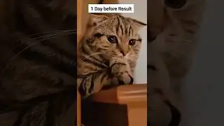 Me few days before Result#cat #catfunny #funnycatvideos