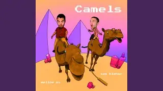 Camels