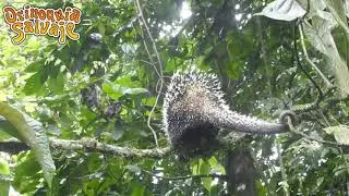 Reci&eacute;n liberado este Puercoespin arboricola (Coendou prehensilis) disfruta de su nuevo hogar.