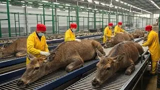 Inside the Venison Meat Factory  From Forest Harvest to Luxury Dining