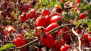 No patents on naturally-obtained plants and seeds