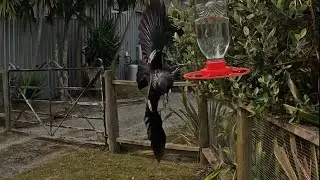 Male Tui gets the Short Shift from Feisty Female