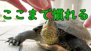 🐢飼い主に慣れ過ぎたカメ