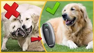 Useful Gadgets For Dog Owners | Best Gadgets On Amazon