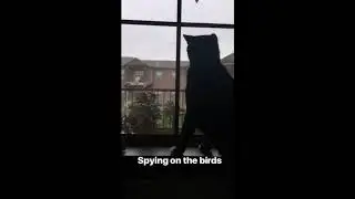 Cat Content