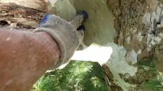 Two Sycamore Stub Cuts 5+ Years Later
