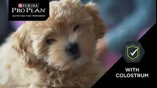 PRO PLAN What if you could give your puppy a head start in life?