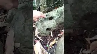 Gold sign treasure two hole in the forest